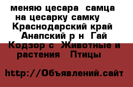 меняю цесара (самца) на цесарку(самку)8 - Краснодарский край, Анапский р-н, Гай-Кодзор с. Животные и растения » Птицы   